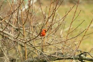 esta bonito masculino cardenal es encaramado en el melocotón árbol para seguridad. esta brillante rojo pájaro es molesto a mezcla en. a ser camuflado en el sucursales. el extremidades son sin hojas debido a el otoño estación. foto