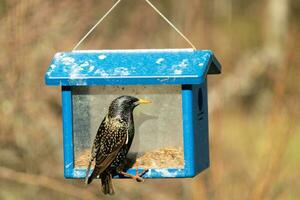 European starling coming to visit the bluebird feeder for mealworms. The bird is black and has white speckle. The feathers shine with a rainbow color like oil in water. These are invasive species. photo