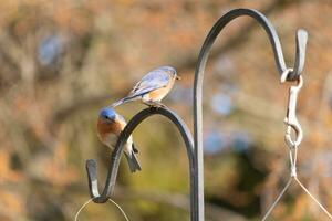 These two cute bluebirds came out to the shepherds hook. They look to be enjoying each others company. A meeting of two birds out together. The pretty rusty orange bellies with blue top feathers. photo