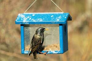 European starling coming to visit the bluebird feeder for mealworms. The bird is black and has white speckle. The feathers shine with a rainbow color like oil in water. These are invasive species. photo