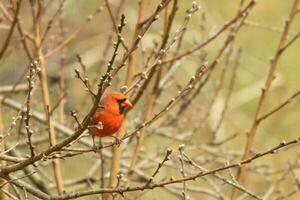 esta bonito masculino cardenal es encaramado en el melocotón árbol para seguridad. esta brillante rojo pájaro es molesto a mezcla en. a ser camuflado en el sucursales. el extremidades son sin hojas debido a el otoño estación. foto