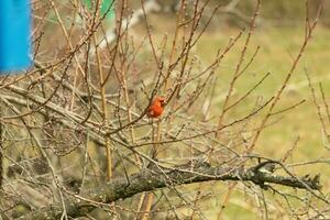 esta bonito masculino cardenal es encaramado en el melocotón árbol para seguridad. esta brillante rojo pájaro es molesto a mezcla en. a ser camuflado en el sucursales. el extremidades son sin hojas debido a el otoño estación. foto