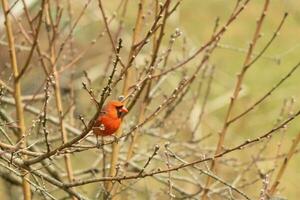 This pretty male cardinal is perched in the peach tree for safety. This bright red bird is trying to blend in. To be camouflaged in the branches. The limbs are without leaves due to the Fall season. photo