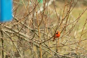 This pretty male cardinal is perched in the peach tree for safety. This bright red bird is trying to blend in. To be camouflaged in the branches. The limbs are without leaves due to the Fall season. photo