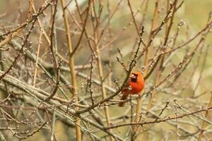 esta bonito masculino cardenal es encaramado en el melocotón árbol para seguridad. esta brillante rojo pájaro es molesto a mezcla en. a ser camuflado en el sucursales. el extremidades son sin hojas debido a el otoño estación. foto