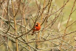 esta bonito masculino cardenal es encaramado en el melocotón árbol para seguridad. esta brillante rojo pájaro es molesto a mezcla en. a ser camuflado en el sucursales. el extremidades son sin hojas debido a el otoño estación. foto