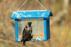 European starling coming to visit the bluebird feeder for mealworms. The bird is black and has white speckle. The feathers shine with a rainbow color like oil in water. These are invasive species. photo