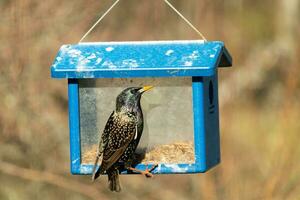 European starling coming to visit the bluebird feeder for mealworms. The bird is black and has white speckle. The feathers shine with a rainbow color like oil in water. These are invasive species. photo