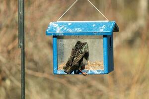 European starling coming to visit the bluebird feeder for mealworms. The bird is black and has white speckle. The feathers shine with a rainbow color like oil in water. These are invasive species. photo