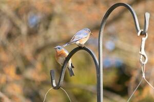 These two cute bluebirds came out to the shepherds hook. They look to be enjoying each others company. A meeting of two birds out together. The pretty rusty orange bellies with blue top feathers. photo