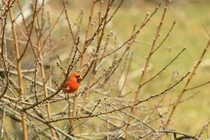 This pretty male cardinal is perched in the peach tree for safety. This bright red bird is trying to blend in. To be camouflaged in the branches. The limbs are without leaves due to the Fall season. photo