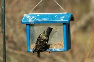European starling coming to visit the bluebird feeder for mealworms. The bird is black and has white speckle. The feathers shine with a rainbow color like oil in water. These are invasive species. photo