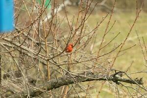 This pretty male cardinal is perched in the peach tree for safety. This bright red bird is trying to blend in. To be camouflaged in the branches. The limbs are without leaves due to the Fall season. photo