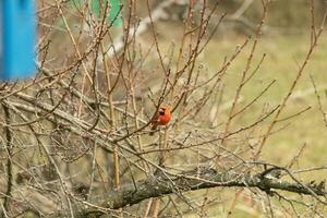 This pretty male cardinal is perched in the peach tree for safety. This bright red bird is trying to blend in. To be camouflaged in the branches. The limbs are without leaves due to the Fall season. photo