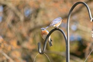 These two cute bluebirds came out to the shepherds hook. They look to be enjoying each others company. A meeting of two birds out together. The pretty rusty orange bellies with blue top feathers. photo