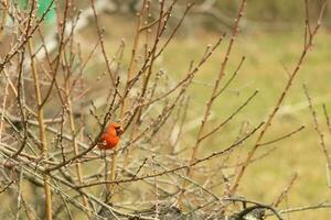 This pretty male cardinal is perched in the peach tree for safety. This bright red bird is trying to blend in. To be camouflaged in the branches. The limbs are without leaves due to the Fall season. photo