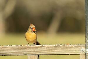 Female cardinal coming out to the wooden railing for birdseed. Her brown feathers are designed for camouflage as opposed to the bright red of the male. Her little orange beak pointed outward. photo