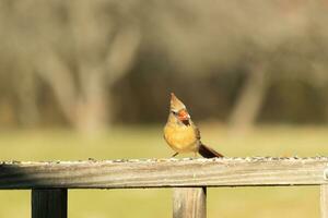 Female cardinal coming out to the wooden railing for birdseed. Her brown feathers are designed for camouflage as opposed to the bright red of the male. Her little orange beak pointed outward. photo