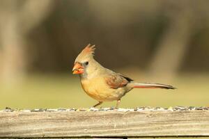 Female cardinal coming out to the wooden railing for birdseed. Her brown feathers are designed for camouflage as opposed to the bright red of the male. Her little orange beak pointed outward. photo