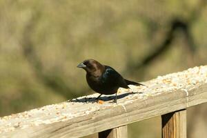 This cute little cowbird was sitting on the railing of the deck surrounded by birdseed. This is a male bird due to the darker black plumage. The little brown head adds to the different tones. photo