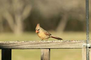Female cardinal coming out to the wooden railing for birdseed. Her brown feathers are designed for camouflage as opposed to the bright red of the male. Her little orange beak pointed outward. photo