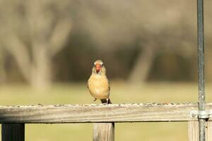 Female cardinal coming out to the wooden railing for birdseed. Her brown feathers are designed for camouflage as opposed to the bright red of the male. Her little orange beak pointed outward. photo