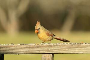 Female cardinal coming out to the wooden railing for birdseed. Her brown feathers are designed for camouflage as opposed to the bright red of the male. Her little orange beak pointed outward. photo