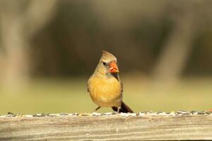 Female cardinal coming out to the wooden railing for birdseed. Her brown feathers are designed for camouflage as opposed to the bright red of the male. Her little orange beak pointed outward. photo