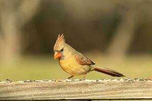 hembra cardenal viniendo fuera a el de madera barandilla para alpiste. su marrón plumas son diseñado para camuflaje como opuesto a el brillante rojo de el masculino. su pequeño naranja pico puntiagudo exterior. foto