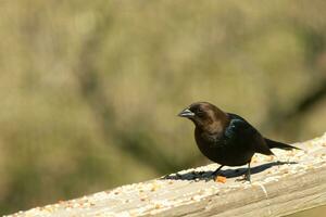 This cute little cowbird was sitting on the railing of the deck surrounded by birdseed. This is a male bird due to the darker black plumage. The little brown head adds to the different tones. photo