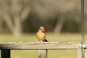 Female cardinal coming out to the wooden railing for birdseed. Her brown feathers are designed for camouflage as opposed to the bright red of the male. Her little orange beak pointed outward. photo