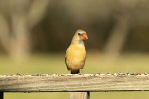 Female cardinal coming out to the wooden railing for birdseed. Her brown feathers are designed for camouflage as opposed to the bright red of the male. Her little orange beak pointed outward. photo