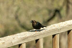 This cute little cowbird was sitting on the railing of the deck surrounded by birdseed. This is a male bird due to the darker black plumage. The little brown head adds to the different tones. photo