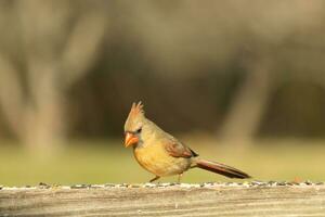 Female cardinal coming out to the wooden railing for birdseed. Her brown feathers are designed for camouflage as opposed to the bright red of the male. Her little orange beak pointed outward. photo