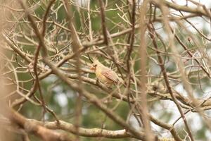 hermosa hembra cardenal es encaramado en esta melocotón árbol. su bonito marrón plumaje es diseñado para camuflaje. su plumas demostración diferente tonos de natural colores. el ramas son sin hojas. foto