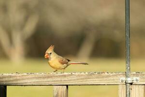 Female cardinal coming out to the wooden railing for birdseed. Her brown feathers are designed for camouflage as opposed to the bright red of the male. Her little orange beak pointed outward. photo