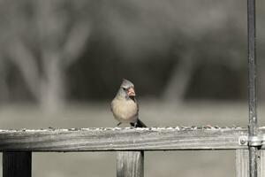 Female cardinal coming out to the wooden railing for birdseed. Her brown feathers are designed for camouflage as opposed to the bright red of the male. Her little orange beak pointed outward. photo