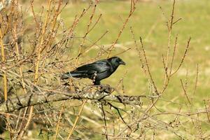 This beautiful black crow is perched on the edge of the branches of this peach tree. The large black bird has feathers that almost seems to shine in the sun. This avian is part of the corvid family. photo