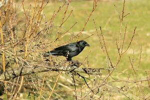 This beautiful black crow is perched on the edge of the branches of this peach tree. The large black bird has feathers that almost seems to shine in the sun. This avian is part of the corvid family. photo