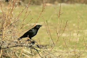 This beautiful black crow is perched on the edge of the branches of this peach tree. The large black bird has feathers that almost seems to shine in the sun. This avian is part of the corvid family. photo