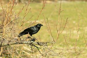 This beautiful black crow is perched on the edge of the branches of this peach tree. The large black bird has feathers that almost seems to shine in the sun. This avian is part of the corvid family. photo