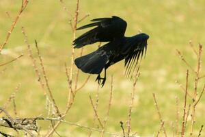 This large black crow was taking off from the peach tree when I took this picture. This almost spooky and love how the feathers almost look like spikes. This is a very Halloween photo. photo