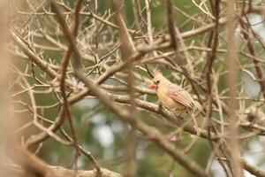 Beautiful female cardinal is perched in this peach tree. Her pretty brown plumage is designed for camouflage. Her feathers showing different tones of naturel colors. The branches are without leaves. photo