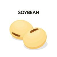 Soybean isolated vector. Soybean on white background. vector