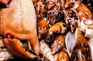 a close up of a bunch of shells and crabs photo