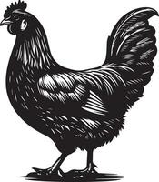 australorp pollo vector silueta ilustración negro color 5 5