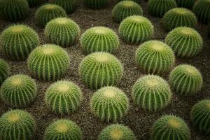 Golden barrel cactus  Echinocactus grusonii in desert plant garden photo