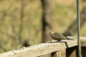 This cute little cowbird was sitting on the railing of the deck surrounded by birdseed. This is a female bird due to the brown plumage. The little light brown head adds to the different tones. photo