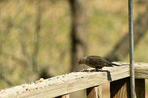 This cute little cowbird was sitting on the railing of the deck surrounded by birdseed. This is a female bird due to the brown plumage. The little light brown head adds to the different tones. photo