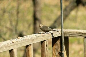 esta linda pequeño cowbird estaba sentado en el barandilla de el cubierta rodeado por alpiste. esta es un hembra pájaro debido a el marrón plumaje. el pequeño ligero marrón cabeza agrega a el diferente tonos foto